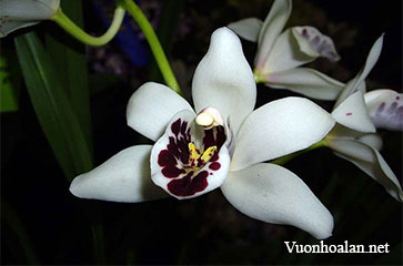 Hồng lan Cymbidium sanderae