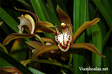 Hoàng lan - Cyperorchis schroederi