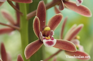 Địa lan Cymbidium suavissimum