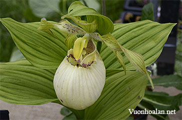 Lan hài Cypripedium fasciolatum