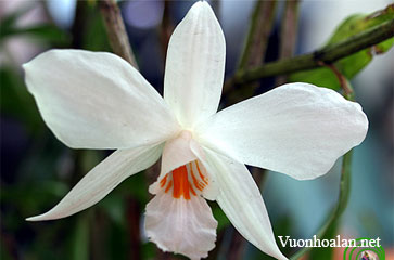 Lan hoàng thảo bù đăng - Dendrobium infundibulum