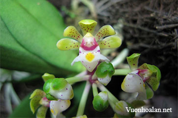 Lan Hàm Lân tù - Gastrochilus obliquus