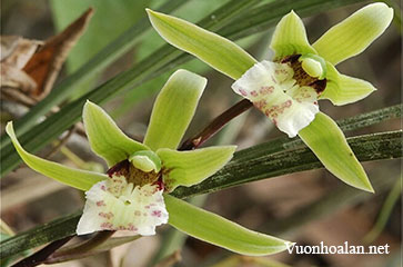 Địa lan Cymbidium qiubeiense