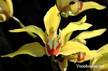 Hoàng lan - Cymbidium lowianum