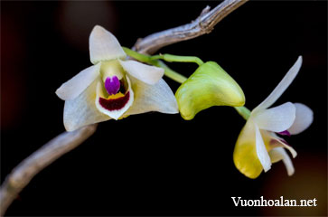 Hoàng thảo Quảng Tây - Dendrobium guangxiense