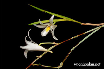 Hoàng thảo lá sợi - Dendrobium exile