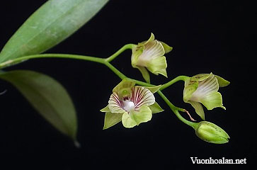 Dendrobium biloculare