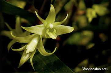 Dendrobium blanche-amesiae