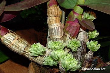 Dendrobium capituliflorum