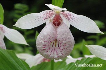 Lan hài Cypripedium formosanum