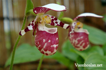 Lan hài Cypripedium guttatum