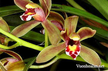 Địa lan Cymbidium floribundum