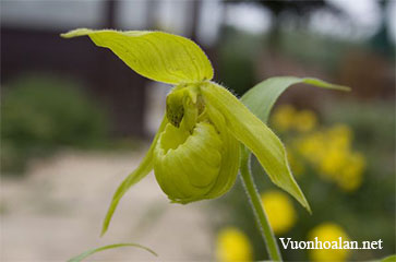 Lan hài Cypripedium henryi