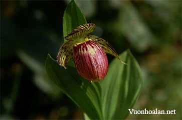 Lan hài Cypripedium himalaicum