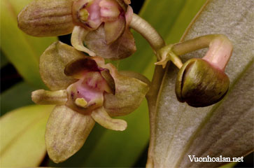 Dendrobium amphigenyum