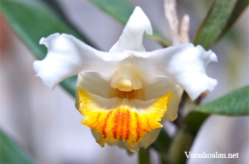 Dendrobium bostrychodes