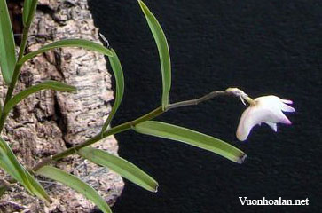 Dendrobium blumei