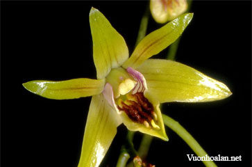 Dendrobium capra