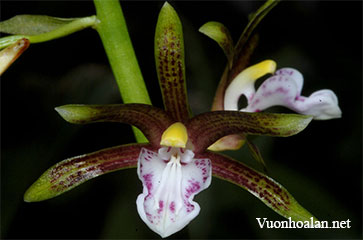 Lan cô lý bắc - Chrysoglossum assamicum