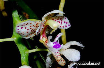 Lan môi dài ba răng - Macropodanthus alatus