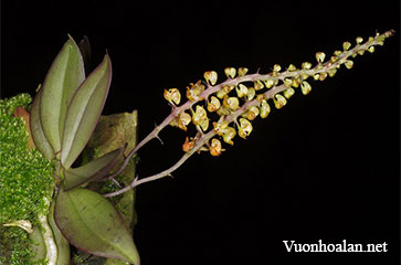 Abdominea minimiflora