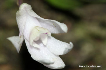 Dendrobium anamalayanum