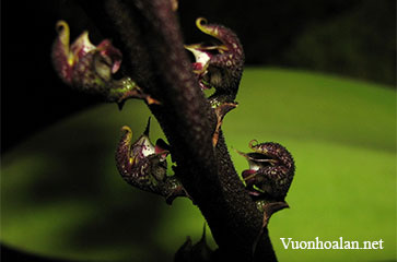 Hoa lan rắn - Bulbophyllum purpureorachis