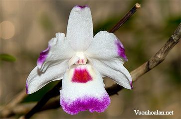 Dendrobium annae