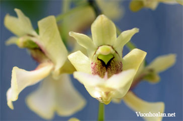 Dendrobium angustipetalum