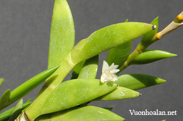 Dendrobium spatella