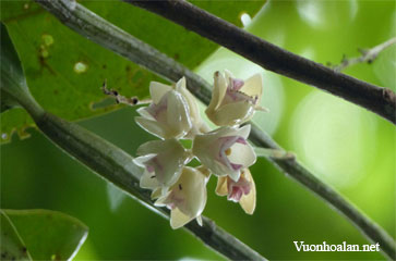 Dendrobium brachyanthum