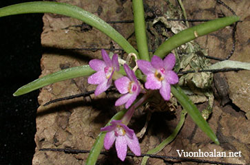 Hoàng yến trắng - Ascocentrum pusillum