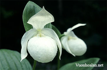 Lan hài Cypripedium macranthum