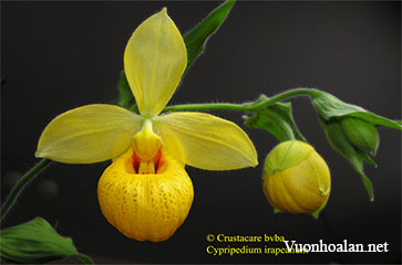 Lan hài Cypripedium irapeanum