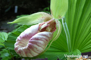 Lan hài Cypripedium japonicum