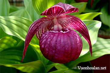 Lan hài Cypripedium lanuginosum