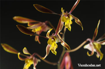 Dendrobium carronii