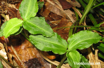 Lan Kim tuyến không cựa - Anoectochilus acalcaratus