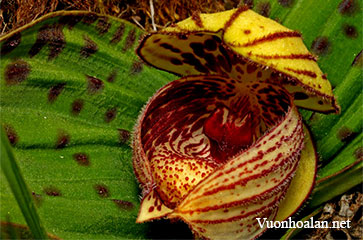 Lan hài Cypripedium margaritaceum