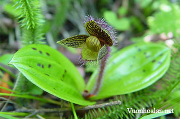 Lan hài Cypripedium micranthum