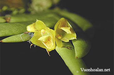 Lan Hoàng thảo đỏ - Dendrobium concinnum