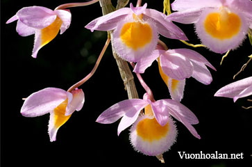 Những lưu ý khi trồng lan hoàng thảo - dendrobium