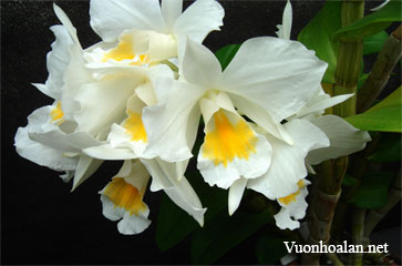 Dendrobium formosum - Bạch Nhạn