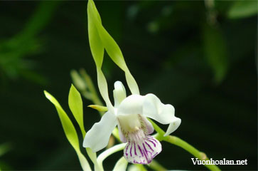 Dendrobium antennatum