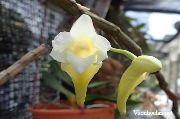 Dendrobium anthrene