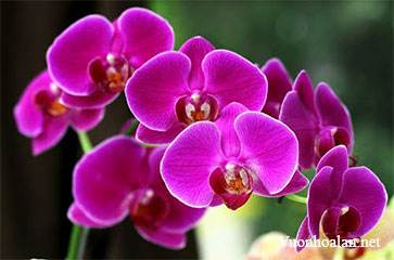 Cách trồng các loại giống Hồ điệp - Phalaenopsis