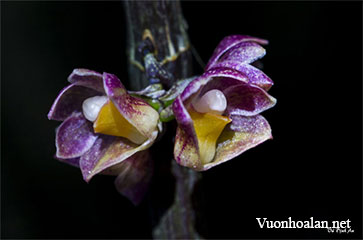 Lan Hoàng thảo đa tân - Dendrobium dantaniense Guill