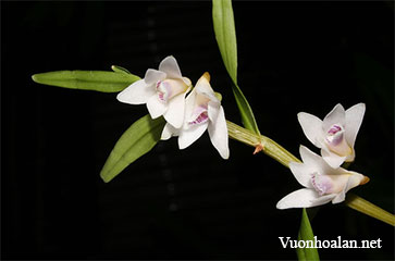 Dendrobium metrium Kraenzl