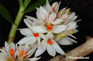 Dendrobium bracteosum