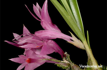 Dendrobium brassii